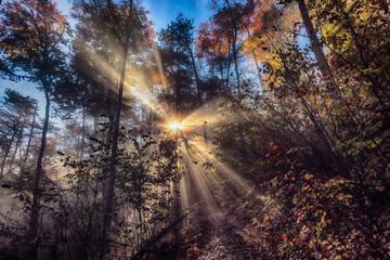 sun rays in autumn forest, nature background