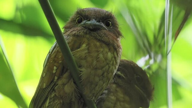 Gould's frogmouth is a species of bird that inhabits the forests of southern Thailand.