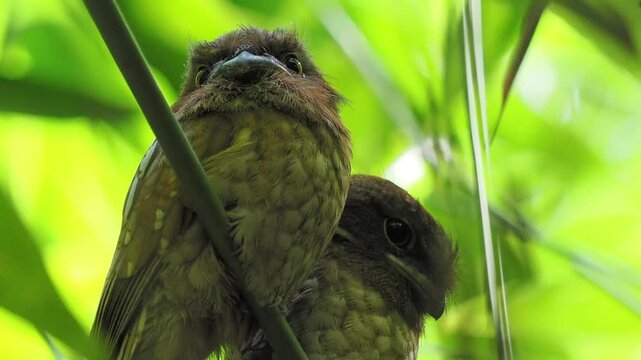 Gould's frogmouth is a species of bird that inhabits the forests of southern Thailand.
