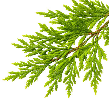 Vibrant Green Thuja Branch Close-up Isolated Stock Photo