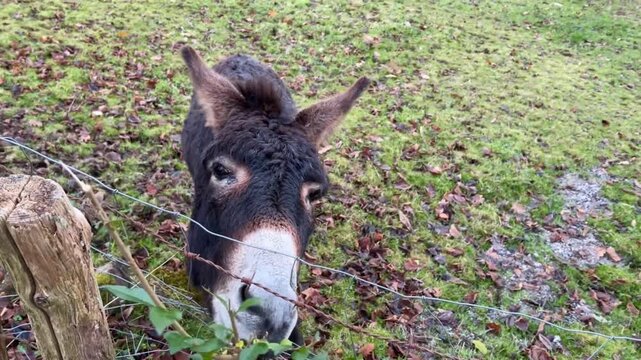 Primer plano de burro comiendo hojas en el Valle del Bazt&aacute;n