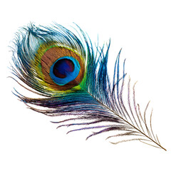 Fototapeta premium Vibrant Peacock Feather Displaying Iridescent Ocelli - Professional Quality Stock Image