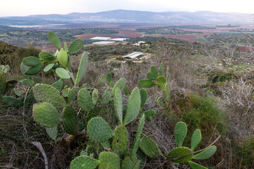 Wide view over northern Israel from the Zippori area with green prickly pear in the foreground and patchwork farms and hills under soft light, capturing a Mediterranean rural scene in Lower Galile