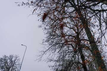 Leafless trees with sparse branches silhouetted against a gray sky, showcasing the transition of seasons and the beauty of nature's cycles in a tranquil urban environment