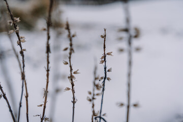 Delicate winter branches with soft white buds stand against a blurred snowy background, capturing the serene beauty of nature in a tranquil winter landscape