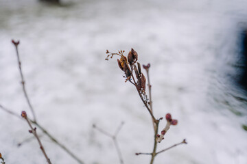 Delicate winter branch with dried buds and subtle textures stands against a blurred snowy background, capturing the essence of seasonal change and nature's resilience