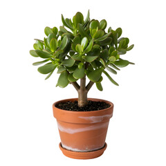 Potted jade plant (crassula ovata) in terracotta pot
