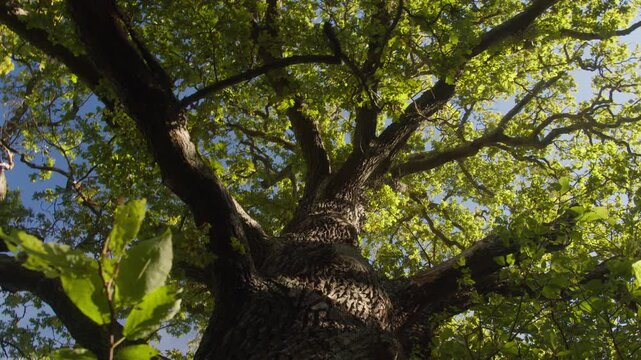 Cinematic upward-looking panning shot of a large old oak tree with thick branches extending across a vibrant green canopy. Sunlight filters through the leaves. Djurg&aring;rden, Stockholm, Sweden 4K