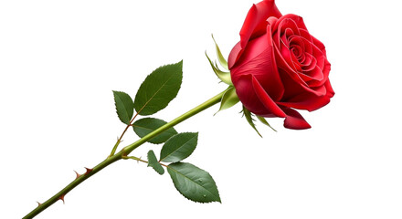 Fototapeta premium Single red rose with green stem and leaves on a transparent background isolated on a transparent background