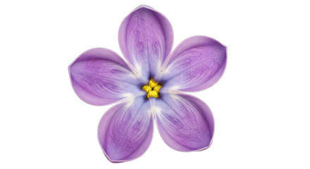 Single purple lilac flower with yellow center and delicate veins on petals isolated on a transparent background