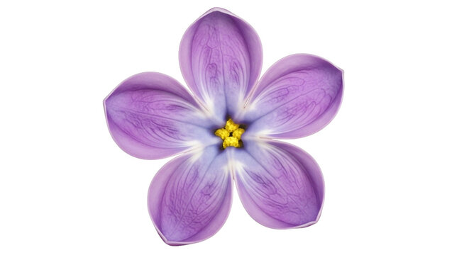 Single purple lilac flower with yellow center and delicate veins on petals isolated on a transparent background - Powered by Adobe