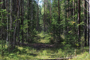 An old road in a dense forest at the end of summer