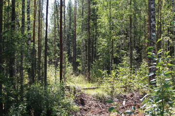 Obraz premium path in the forest