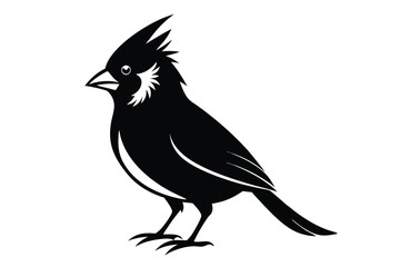 Obraz premium cardinal silhouette line art vector illustration with a white background