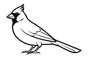 Obraz premium cardinal silhouette line art vector illustration with a white background