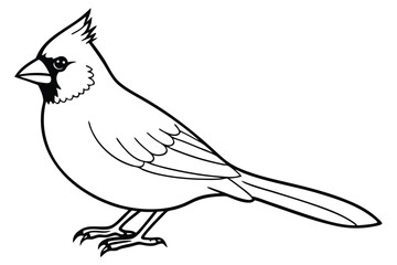 Obraz premium cardinal silhouette line art vector illustration with a white background