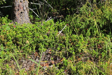 Lingonberry bushes with berries in a summer forest on a sunny day