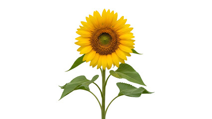 Yellow sunflower plant, isolated on white or transparent background. PNG