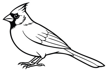 Obraz premium cardinal silhouette line art vector illustration with a white background