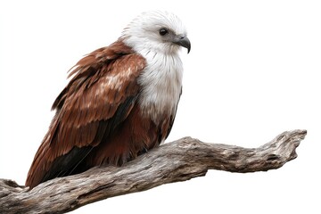 Majestic Brahminy Kite Perched Confidently on Weathered Branch in Natural Setting