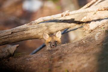 Curious Fox Kit Emerging from Woodland Den