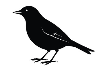 Obraz premium blackbird silhouette line art vector illustration with a white background