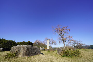 恭仁京　山城国分寺跡柿の木