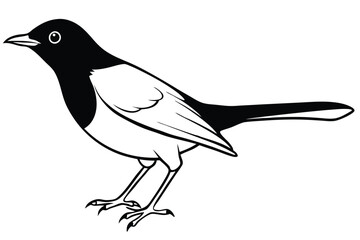 Obraz premium blackbird silhouette line art vector illustration with a white background