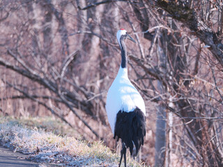 Fototapeta premium 丹頂鶴のクローズアップ