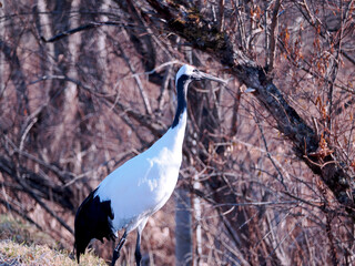 Fototapeta premium 丹頂鶴のクローズアップ