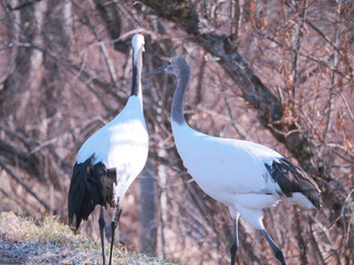 Fototapeta premium 親子の丹頂鶴