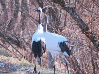 Fototapeta premium 親子の丹頂鶴