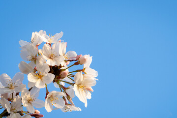 Fototapeta premium 桜