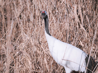 Fototapeta premium 丹頂鶴のクローズアップ