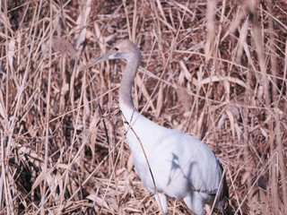 Fototapeta premium 丹頂鶴の幼鳥のクローズアップ