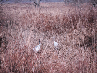 Fototapeta premium 親子の丹頂鶴