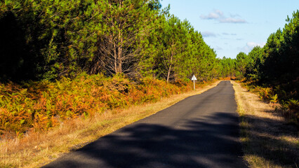 Obraz premium Forêt des Landes de Gascogne, en automne