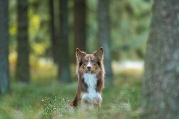 Un chien border collie dans la nature, portrait animalier 