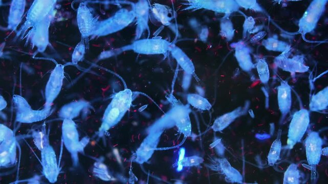 Zooplankton and plankton of the White Sea under a microscope. Various types of Copepoda. Under ultraviolet light.