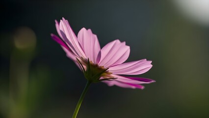 Fototapeta premium Close up of a pink cosmos flower with a blurred dark green background