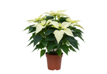 transparent poinsettia (euphorbia pulcherrima) in a metallic pot, featuring glossy leaves and snow-white bracts, isolated on a transparent background with copy space. concept of luxury winter