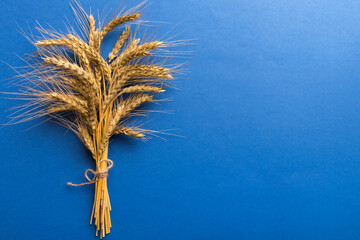 Fototapeta premium Sheaf of wheat ears close up and seeds on colored background. Natural cereal plant, harvest time concept. Top view, flat lay with copy space. world wheat crisis