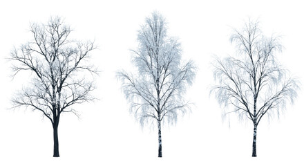 Six distinct winter tree silhouettes coated in thick, glittering rime ice, set against a stark white studio background with soft directional shadows. concept of sophisticated natural design assets