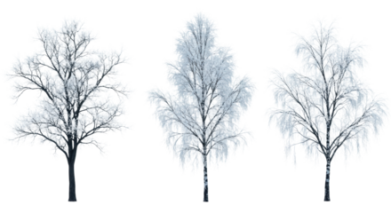Six distinct winter tree silhouettes coated in thick, glittering rime ice, set against a stark white studio background with soft directional shadows. concept of sophisticated natural design assets
