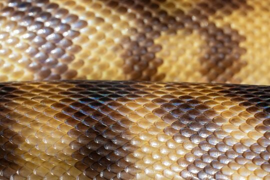 close up of a python