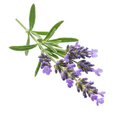 Fototapeta premium A sprig of lavender with vibrant purple flowers and green leaves isolated on a black background
