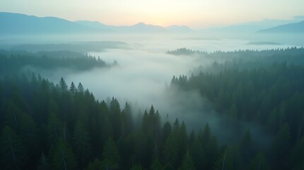 Fototapeta premium Aerial Drone View of a Vast Misty Pine Forest Valley Covered in Rolling Morning Fog