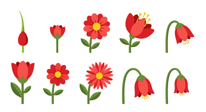 A visual representation of the life cycle of a red flower, from bud to bloom and wilting stages, illustrating natural progression.