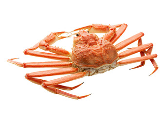 Perfectly boiled red snow crab in a symmetrical gourmet presentation, razor-sharp macro detail revealing glistening vermillion shell texture on an infinite white background. Concept of culinary
