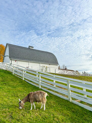 Goat Grazing by the Barn
